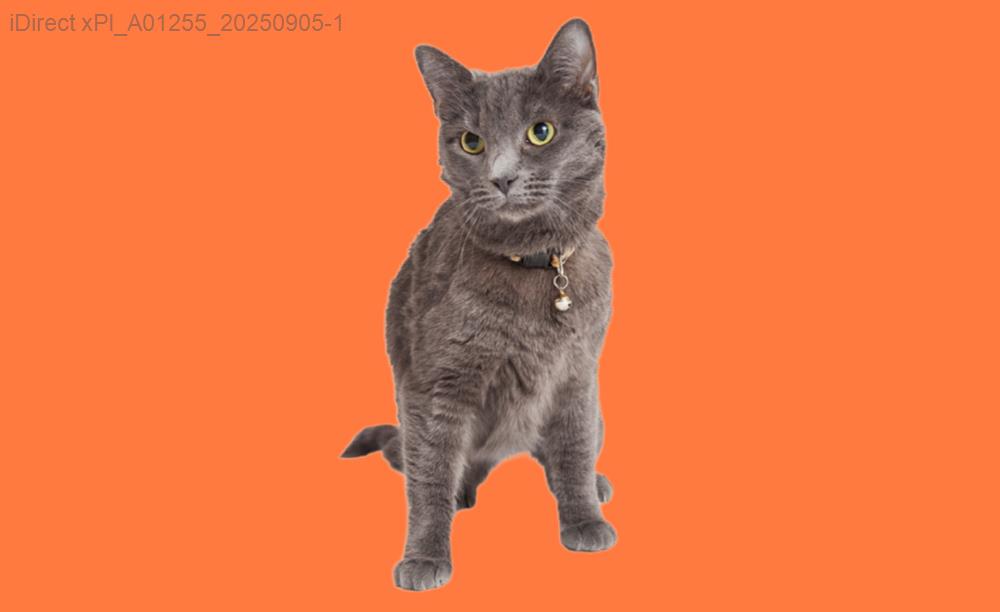 「寵物變身秀！2023年最受歡迎的五大寵物美容店大揭秘」